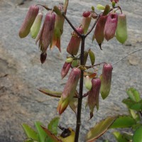 Kalanchoe pinnata (Lam.) Pers.